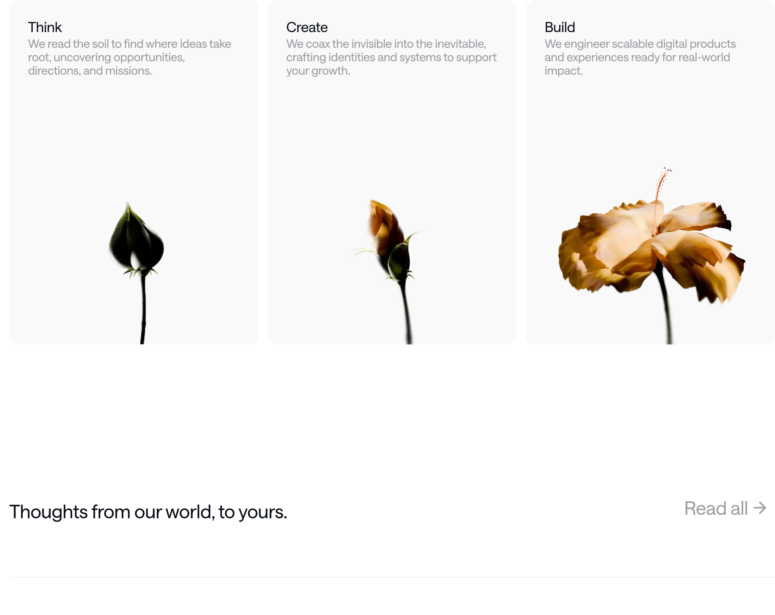 Serene and airy process cards pair botanical growth photography with restrained grotesque typography across generous minimalist whitespace.